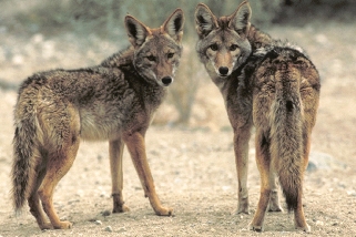 Coyote Coyote