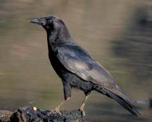 Crow Crow