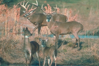 White Tailed Deer White Tailed Deer