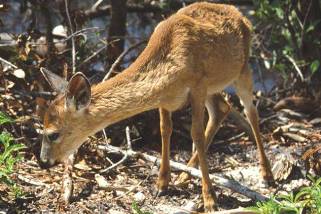 Key Deer Key Deer