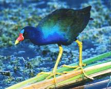 Purple Gallinule Purple Gallinule