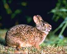 Marsh Rabbit Marsh Rabbit