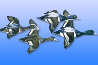 Scaup Scaup
