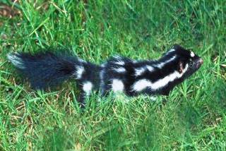 Civet Cat Civet Cat