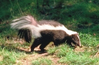 Striped Skunk Striped Skunk