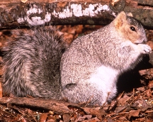 Fox Squirrel Fox Squirrel