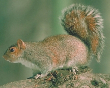 Gray Squirrel Gray Squirrel