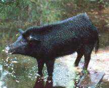 Wild Hog Wild Hog