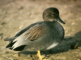 gadwall drake 