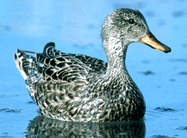 gadwall hen