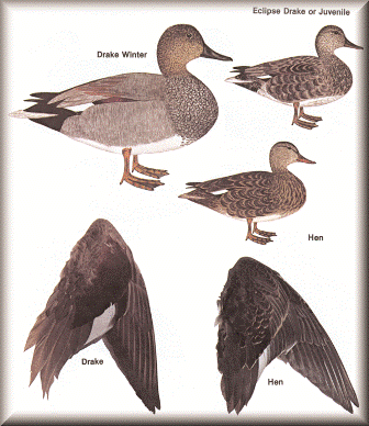 Gadwall