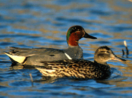 green winged teal hen