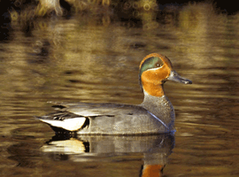 green winged teal drake