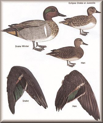 Green-Winged teal