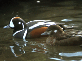 harlequin hen 
