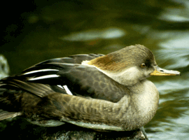 merganser hen 