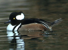 merganser drake 