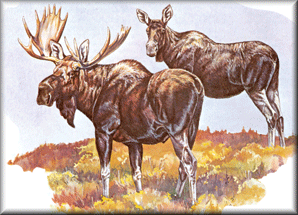 Large Big Game
