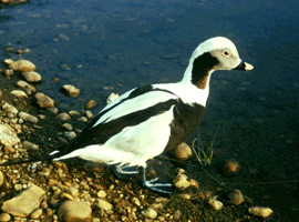long-tailed drake 