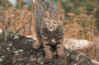 Bobcat Bobcat