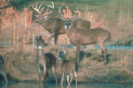 White Tailed Deer White Tailed Deer