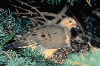 Mourning Dove Mourning Dove