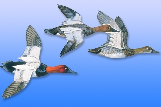 Canvasback Canvasback