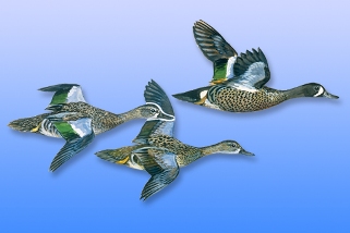 Blue Winged Teal Blue Winged Teal
