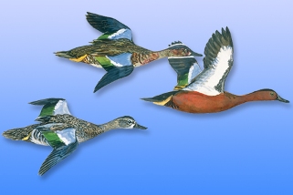 Cinnamon Teal Cinnamon Teal