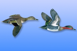 Green-Winged Teal Green-Winged Teal
