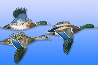 Mallard Mallard