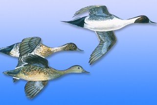 Pintail Pintail