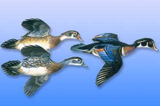 Wood Duck Wood Duck
