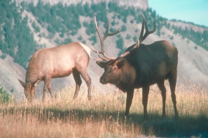Elk Elk