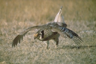 Sharp-Tailed Grouse Sharp-Tailed Grouse