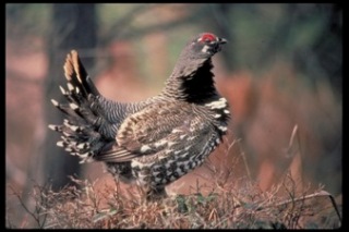 Spruce Grouse Spruce Grouse