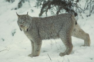 Lynx Lynx