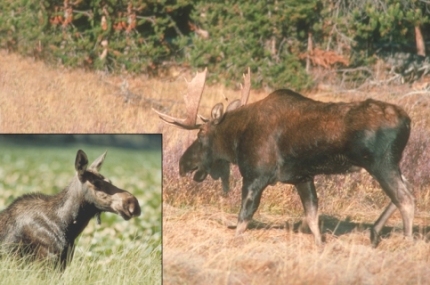 Moose Moose