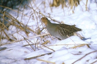 Gray Partridge Gray Partridge