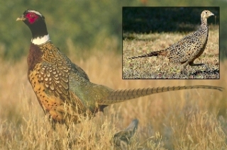 Ring-Necked Pheasant Ring-Necked Pheasant