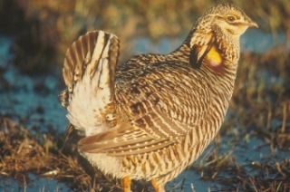 Greater Prairie Chicken Greater Prairie Chicken