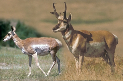 Pronghorn Pronghorn