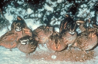 Bobwhite Quail Bobwhite Quail