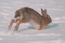 Eastern Cottontail Eastern Cottontail