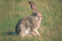 Jackrabbit Jackrabbit