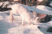 Snowshoe Hare Snowshoe Hare