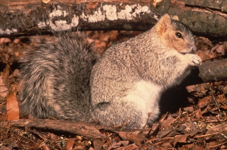 Fox Squirrel Fox Squirrel