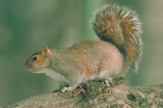 Gray Squirrel Gray Squirrel