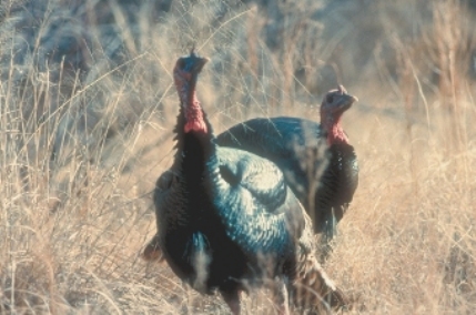 Wild Turkey Wild Turkey