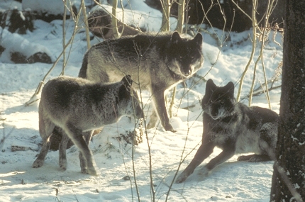 Gray Wolf Gray Wolf